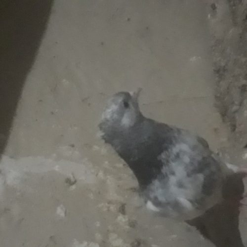 کبوتر کله نر و ماده کاکلی 3 تا جوجه کاکلی