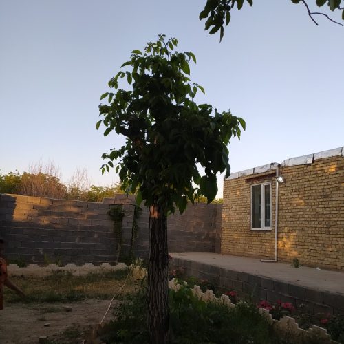 فروش و معاوضه باغ ویلا مسکونی فروز