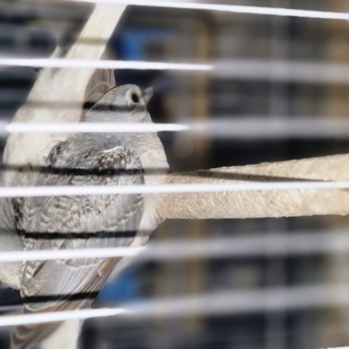 قمری مینیاتوری (قمری ژاپنی )یا قمری چینی