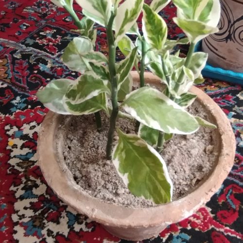 فروش چند گل زیبا وشاداب