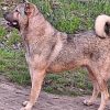 سگ قهرمان و ذات دار