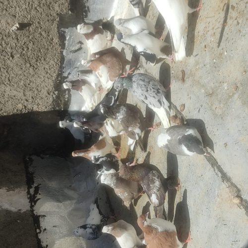 یه تیپ کفتر رنگی