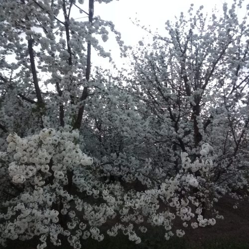 دو طناب باغ گیلاس تکدانه 20 ساله
