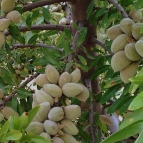 باغ ششدانگ 7427متر تسوج