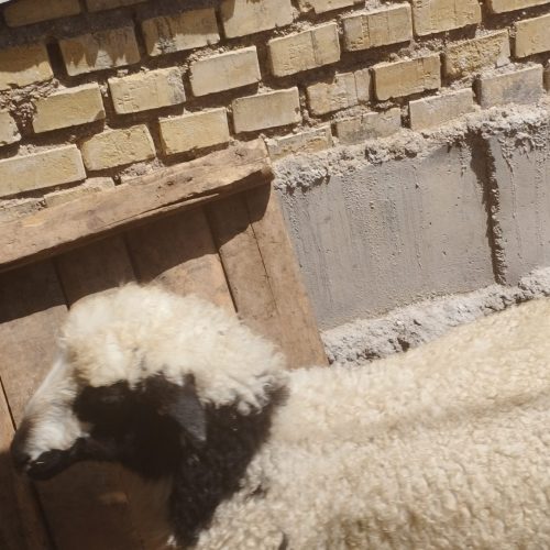 یک عدد میشه ماده با بره نر