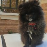 پامر خرسی هفت ماهه واکسن زده