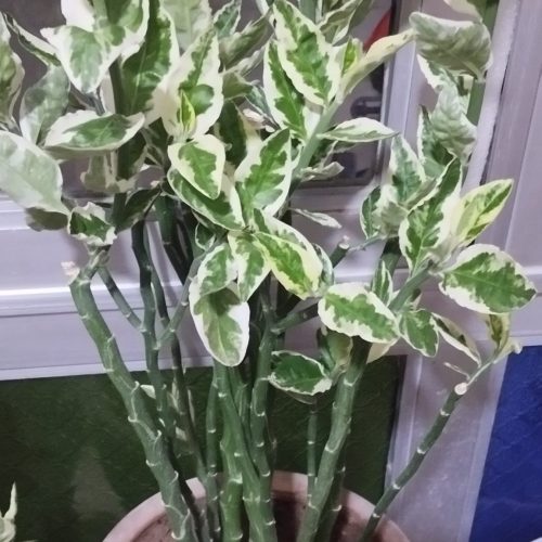 فروش چند گل زیبا وشاداب