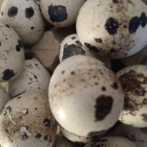 تخم بلدرچین