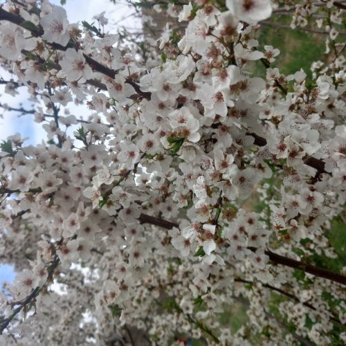 فروش باغ 1000متری