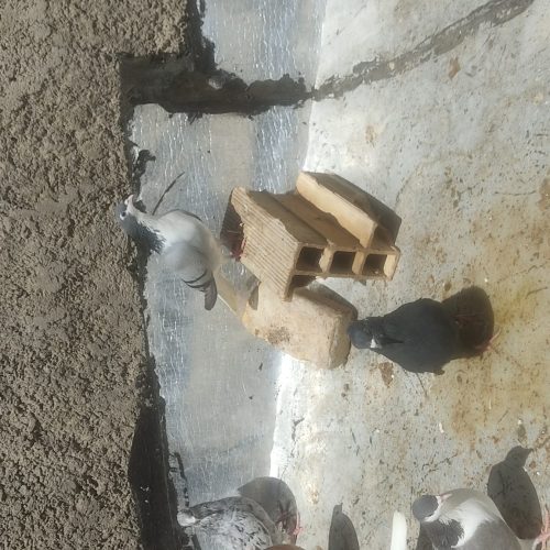 یه تیپ کفتر رنگی