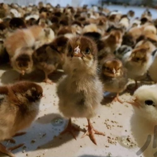 جوجه گلپایگان 15 روزه