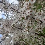 فروش باغ 1000 متر