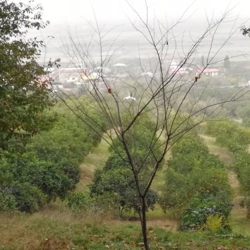 1050 متر زمین قلم باغ در نزدیکترین فاصله به شهر