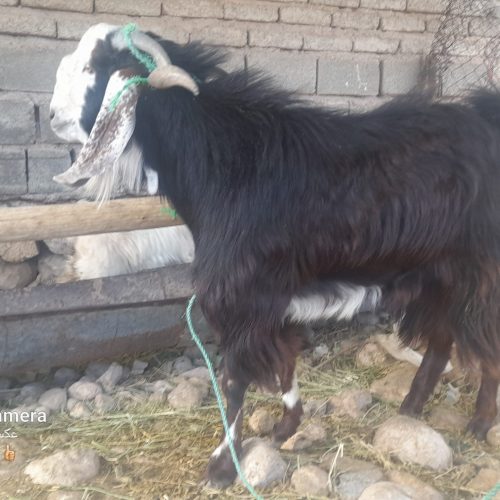 کهره چبش درجه یک