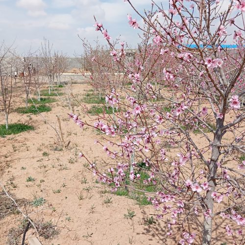 باغ 850متری واقع در گوارشک