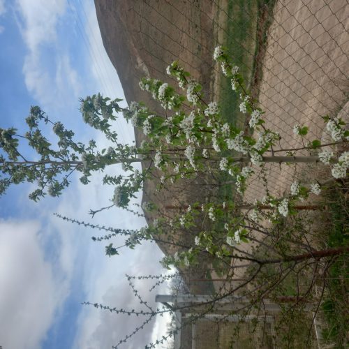 فروش باغ 1000متری