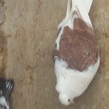 پشتی سرخ آتشین نرخال سیاه