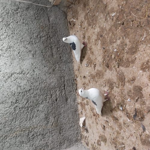 کبوتر پرشی