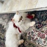 واگذاری گربه هیمالین