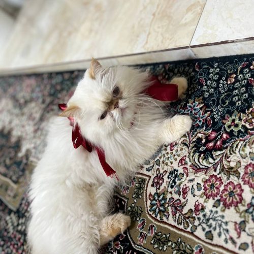 واگذاری گربه هیمالین