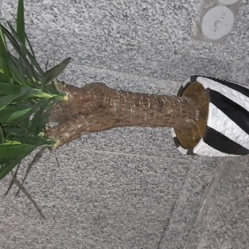 یوکا ۳۰ ساله