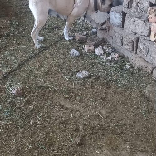 سگ ماده عالی