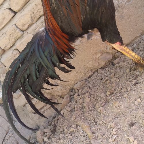 خروس لاری اصل