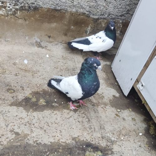 ن وماده سینه سیاه