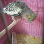 فروش ماده مینیاتوری