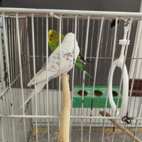 فروش دو عدد مرغ عشق نر ماده