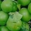 باغ ششدانگ 7427متر تسوج