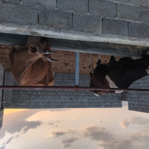 فروش 2راس گاو با گوساله