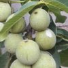 باغ ششدانگ 7427متر تسوج