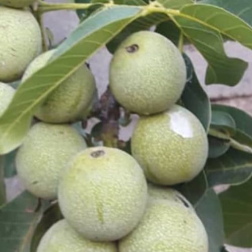 باغ ششدانگ 7427متر تسوج