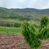 باغ گیلاس درساربانک