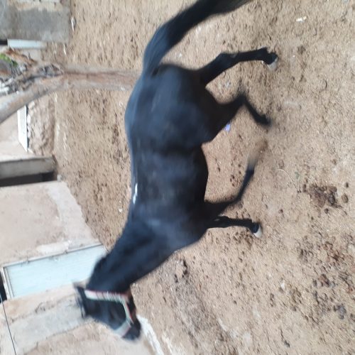 اسب  نریان 4 ساله مشکی جوان