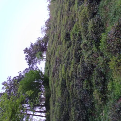 فروش باغ چای