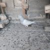 کبوتر کله الماسی