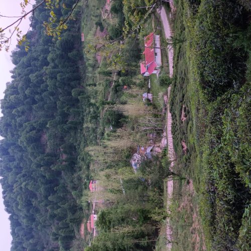 فروش باغ چای