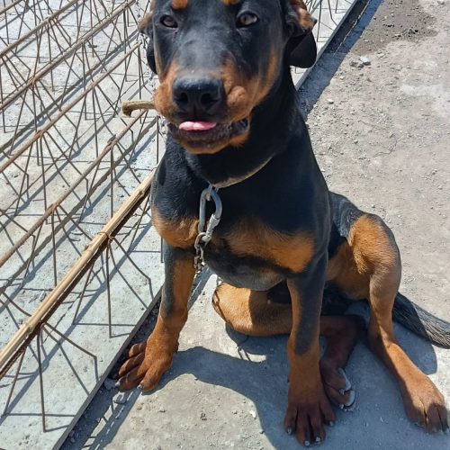 نژاد روتفایلر