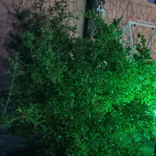 باغ 500متری