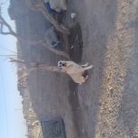 سگ ماده عالی