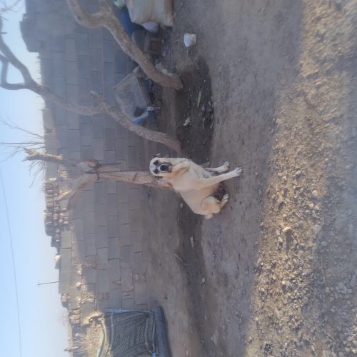 سگ ماده عالی