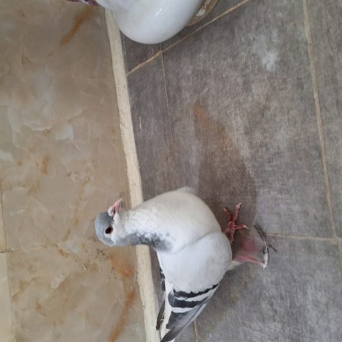دو جفت کفتر پلاس افغان