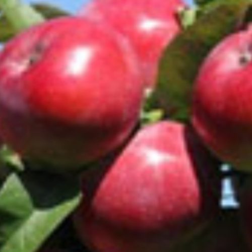 باغ ششدانگ 7427متر تسوج