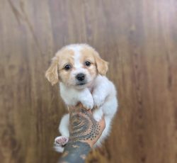 سگ مینیاتوری پشمالو نر 3ماهه