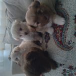 توله نر  شیتزو پامر