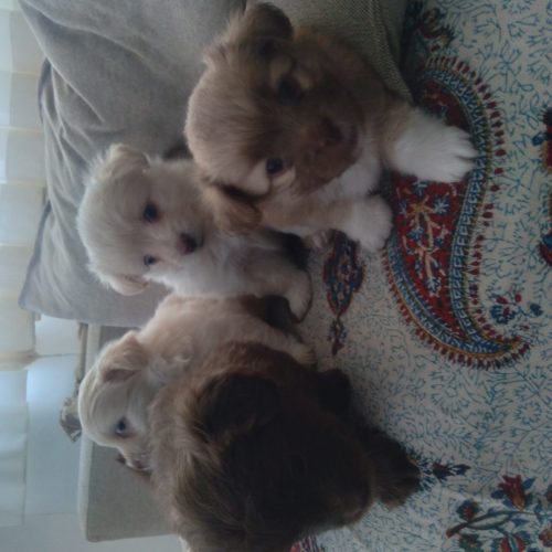 توله نر  شیتزو پامر