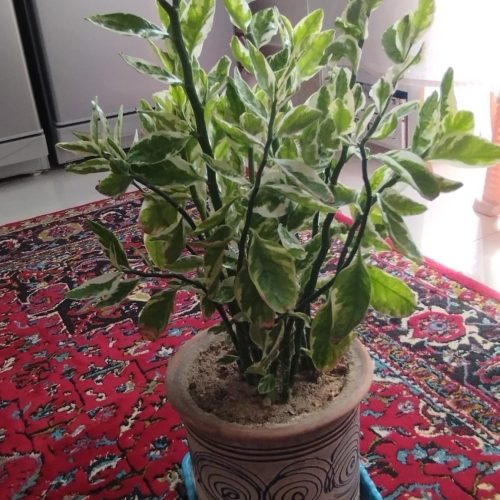 فروش چند گل زیبا وشاداب