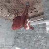 فروش 2راس گاو با گوساله